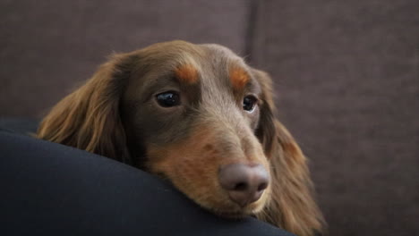 Brown-sausage-dog-resting-head-on-a-persons-leg