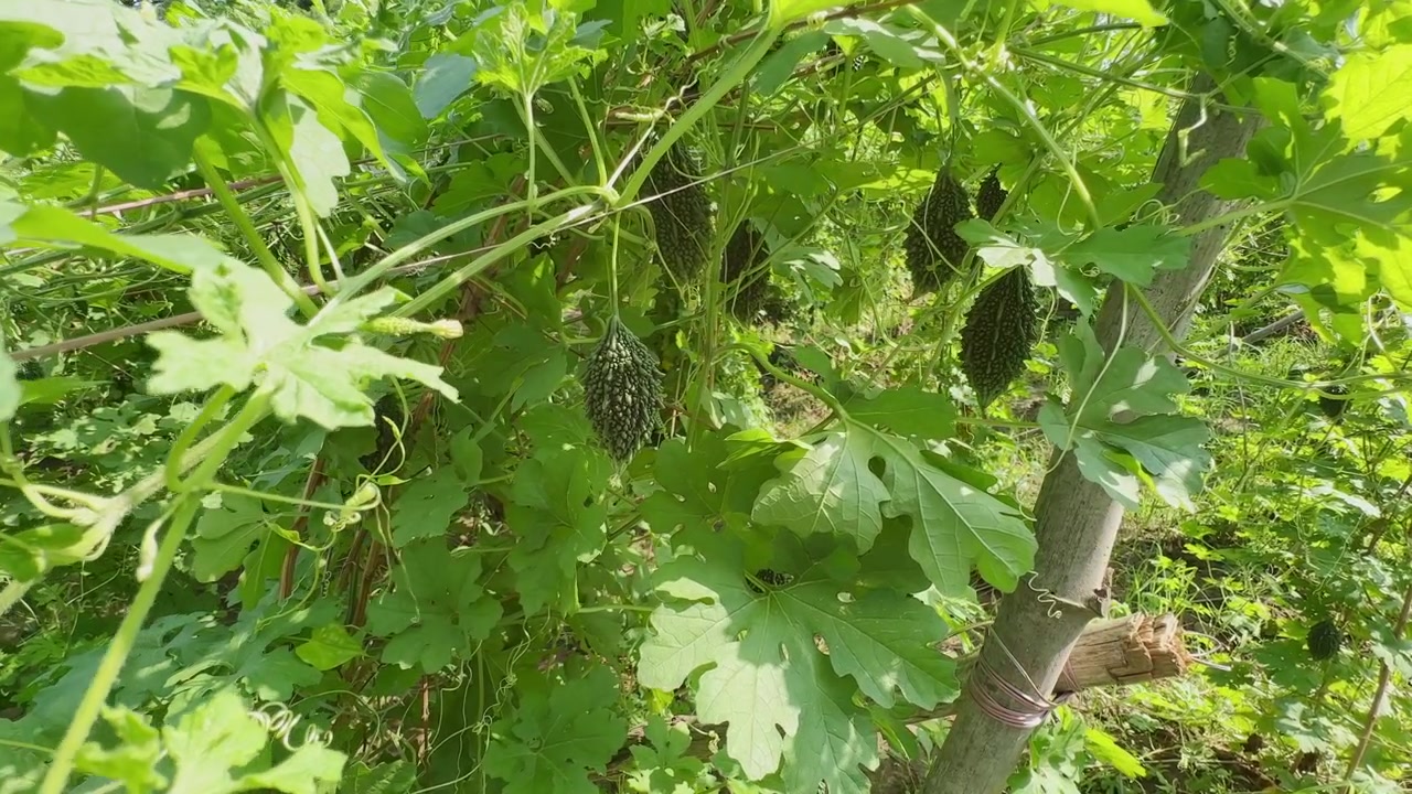 Carrellata in avanti attraverso rigogliose viti di melone amaro che rivela frutti sani pendenti che crescono su un traliccio in piena luce naturale.