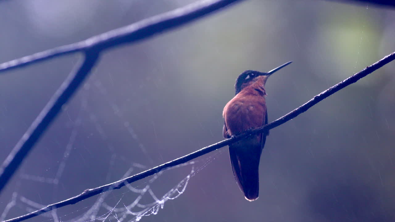 colibrí rubí brasileño en la lluvia en el bosque tropical al amanecer