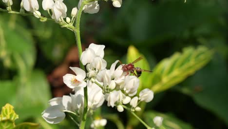 Eine-Biene-Oder-Wespe,-Die-In-Zeitlupe-Den-Nektar-Von-Einigen-Winzigen-Blumen-Nimmt