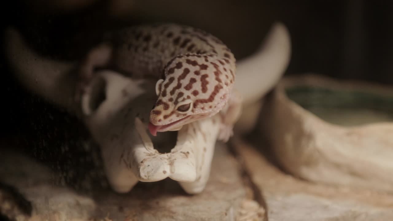 un gecko leopardo se lame los labios
