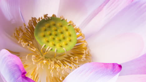 Lapso-De-Tiempo-De-Flor-De-Loto-De-Estambre-Moviéndose-Alrededor-De-La-Vaina-Después-De-Florecer