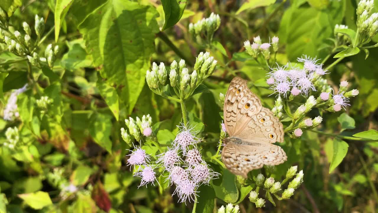 Farfalla Pansy grigia (Junonia atlites) che vola su un fiore di Eupatorio profumato in Asia meridionale.