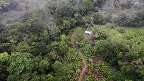 Drone-view-of-trees-and-vegetation-in-forest