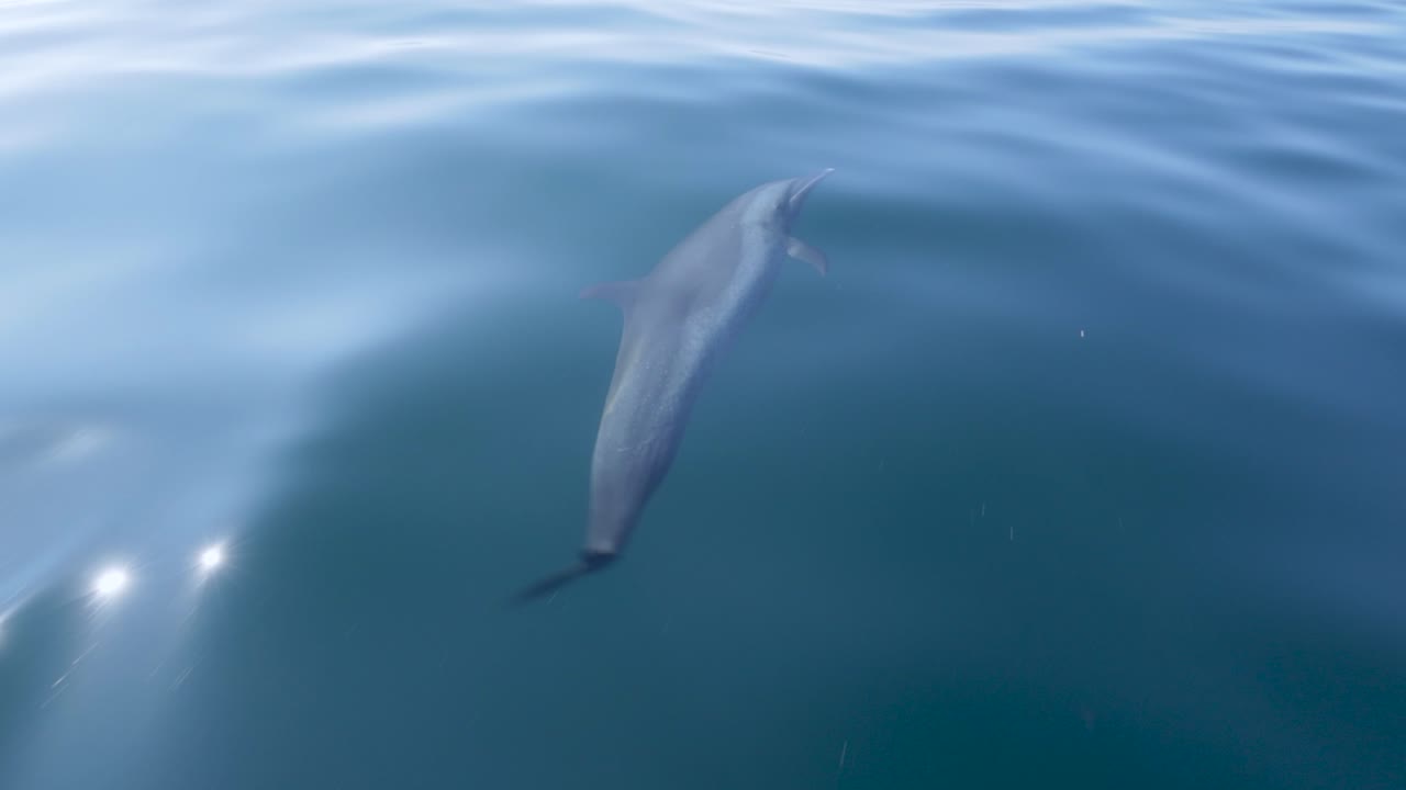 Elegant slow-motion shot of a lone dolphin swimming just below the ocean surface. Gentle ripples and clear blue water highlight graceful, natural wildlife behavior