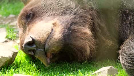 a large grizzly bear sleeps in the woods a large grizzly bear sleeps in the woods the wild nature life in the forest the bear is preparing for hibernation