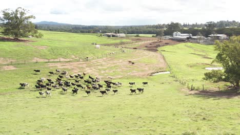 scared cattle running in a field