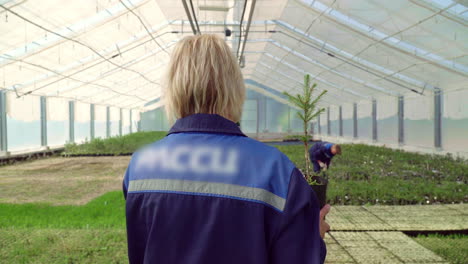 woman carrying spruce seedling for planting in greenhouse. light greenhouse