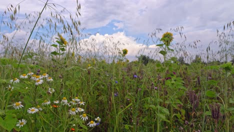 Idyllisches-Feld-Mit-Blumen-Im-Vordergrund-Wiegen-Sich-Im-Leichten-Wind,-Blauer-Himmel-Mit-Weißen-Wolken-In-Der-Horizontlinie