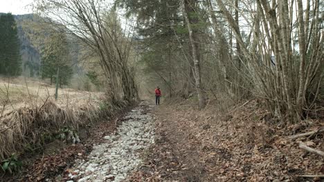 man walking in the dead trees of the forest in winter of slovenia