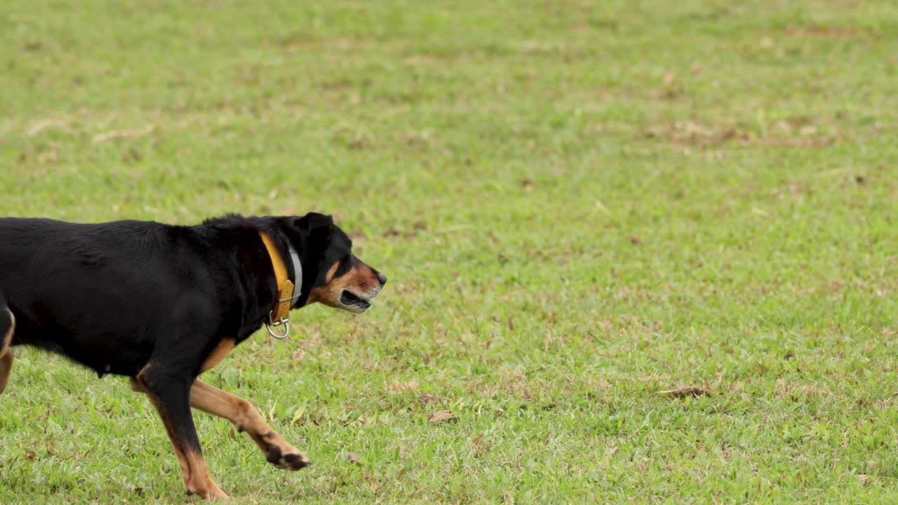 An Australian cattle dog skillfully herds in a grassy field under natural daylight in Port Douglas, Australia