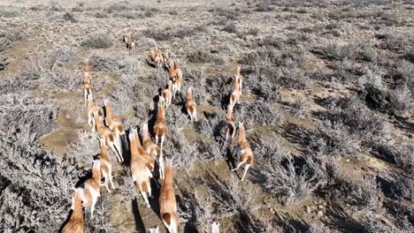 Wilde-Guanakos-In-El-Calafate-In-Santa-Cruz,-Argentinien