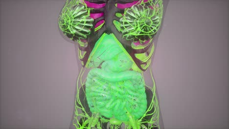 exploración de tomografía anatómica del cuerpo humano