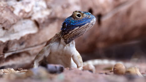 closeup of blue head of ground agama lizard looking around in its habitat