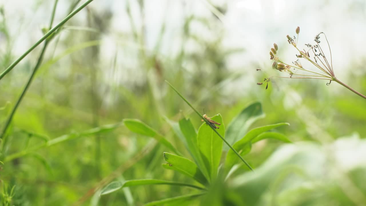 Close up small grasshopper holding on to a plant stem