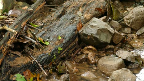 Ant-Trail-in-Line-Carrying-Leaves-in-Costa-Rica-Wildlife-Nature-Forest