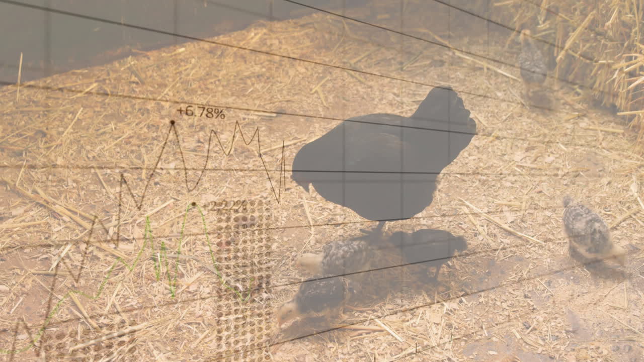 Dark-feathered mother hen scratching straw and feeding chicks in farmyard pen, flat design