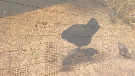 dark-feathered mother hen scratching straw and feeding chicks in farmyard pen, flat design