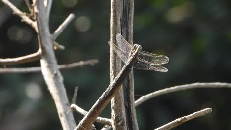 Libelle-Wartet-Auf-Jagd-