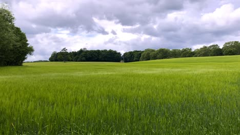 campo de hierba verde natural movido por el viento con un cielo azul nublado y algunos árboles en la distancia