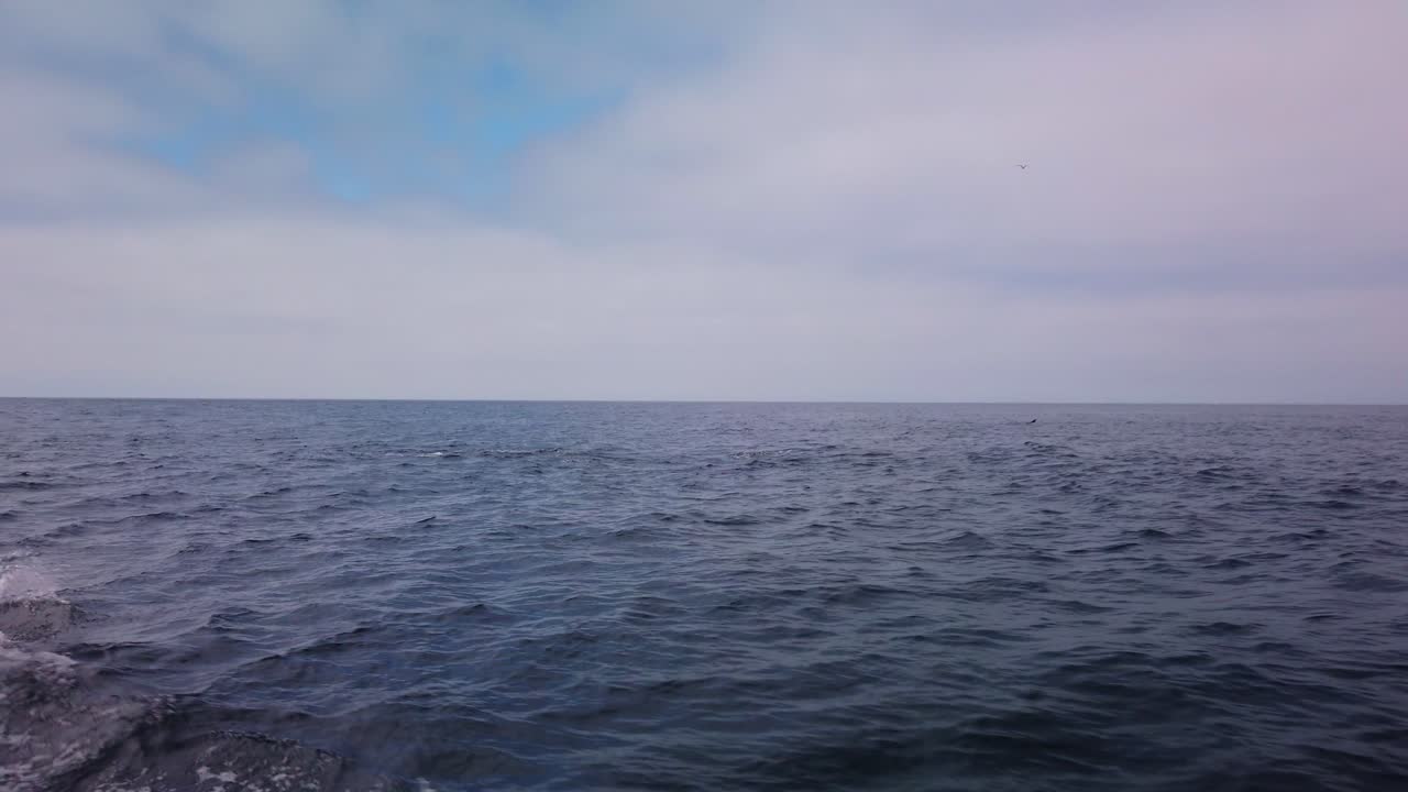 캘리포니아 해안의 채널 섬 근처의 열린 바다에서 돌고래가 도약하고 배  ⁇ 으로  ⁇ 는 넓은 슬로우 모션  ⁇