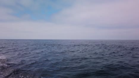 Gimbal-wide-slow-motion-shot-of-dolphins-leaping-and-breaching-alongside-the-boat-in-the-open-ocean-near-the-Channel-Islands-off-the-coast-of-California