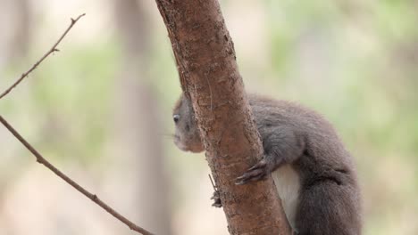 Eurasisches-Eichhörnchen,-Das-An-Einem-Baumast-Hängt---Nahaufnahme