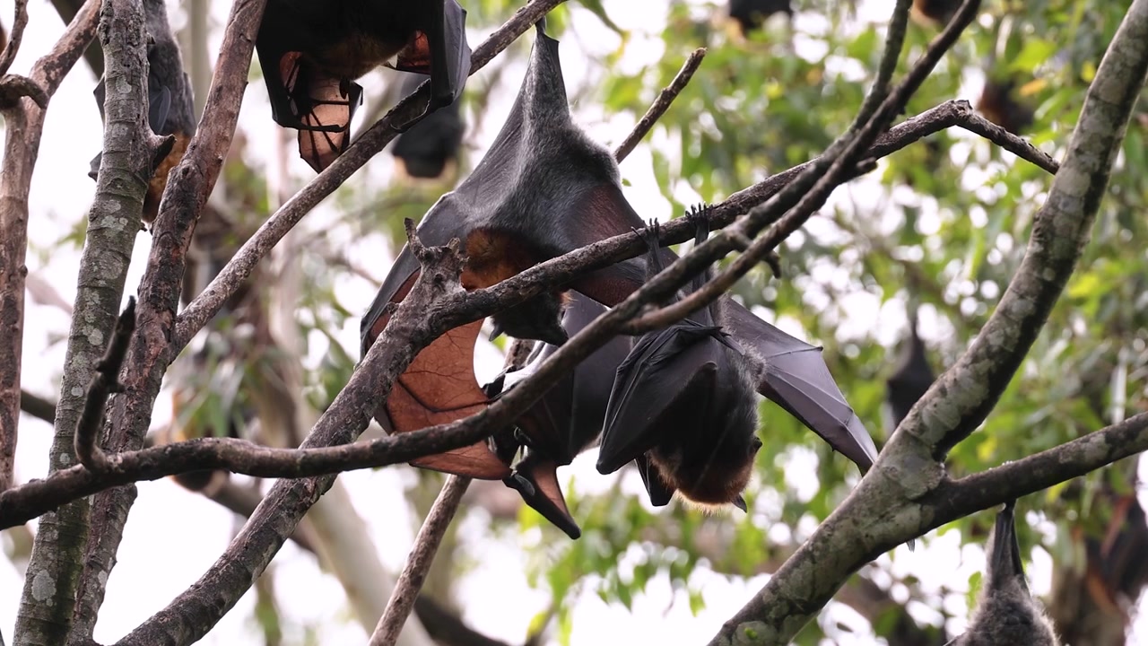 Vista di una volpe volante selvatica (pipistrello della frutta) appesa agli alberi e che si toeletta, Nuovo Galles del Sud settentrionale, Australia