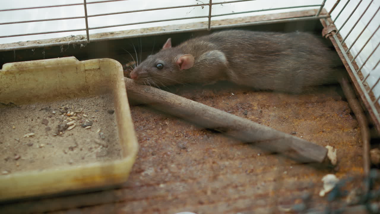 Close up of rat inside rusty cage lying near wooden stick with dirty food tray, rodent looking outward with alert eyes, whiskers forward, body stretched across surface in environment