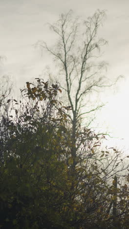 siluetas de árboles con ramas desnudas contra la suave luz del sol que se filtra a través del cielo de otoño, el brillo cálido destaca detalles intrincados de ramas y hojas secas, evocando la serena transición estacional
