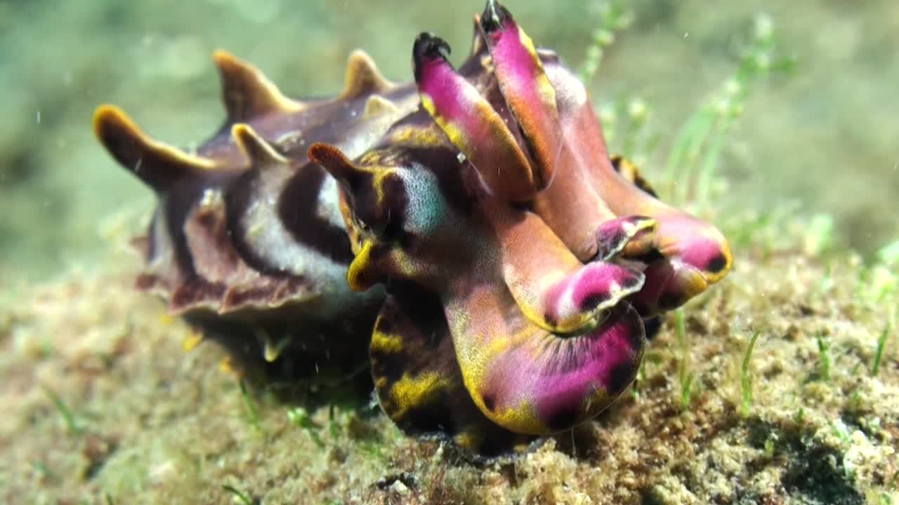 flamboyant cuttlefish showing vibrant colors on coral block, close-up shot showing all body parts