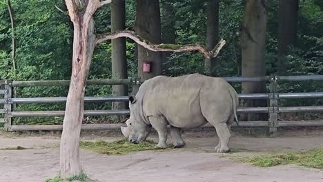 white rhinoceros grazing in a zoo enclosure