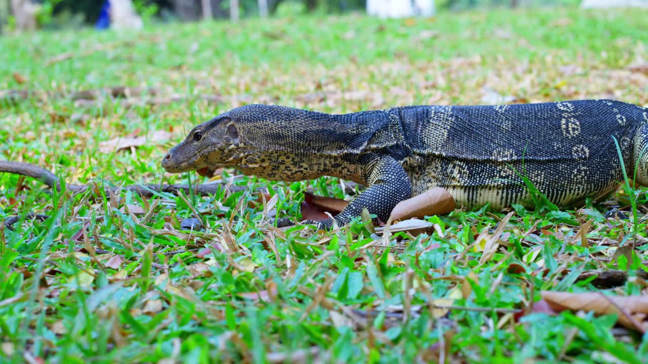 Tame lizard in Lumpini Park, Bangkok Thailand. Vivid colour closeup