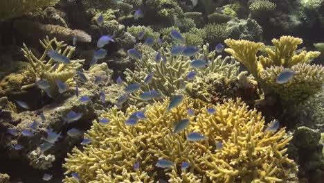 hard corals and blue neon damsel fish on tropical coral reef