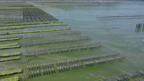 aerial view of an oyster farm during low tide with algae on shallow water