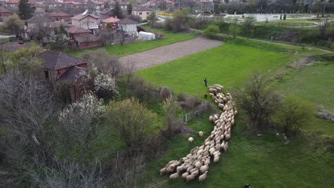 sheep herd grazing on a spring field drone footage 4k