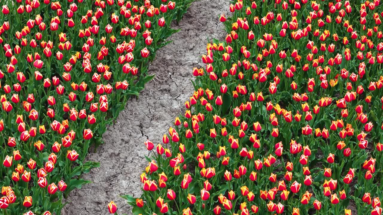Droneoptagelser viser levende tulipanmarker arrangeret i pæne rækker. Flyver lavt fremad