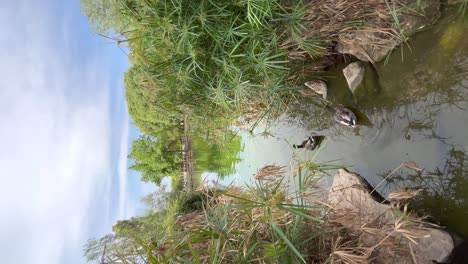 Horizontal-tracking-shot-with-ducks-resting-on-the-surface-of-a-lake