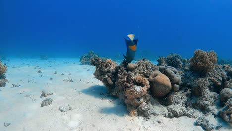 an angel fish eats off of bleached corals on the empty sea bed floor in the red sea, egypt