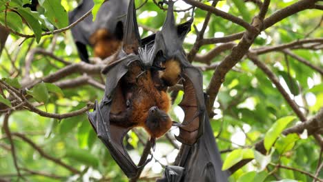 bat perched hanging on a tree in the wild