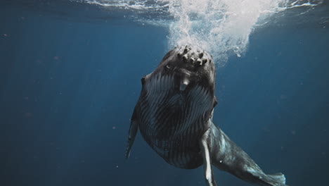 vista frontal de la ballena jorobada salpicando en la superficie cayendo abajo en el profundo océano azul frente a la costa de tonga