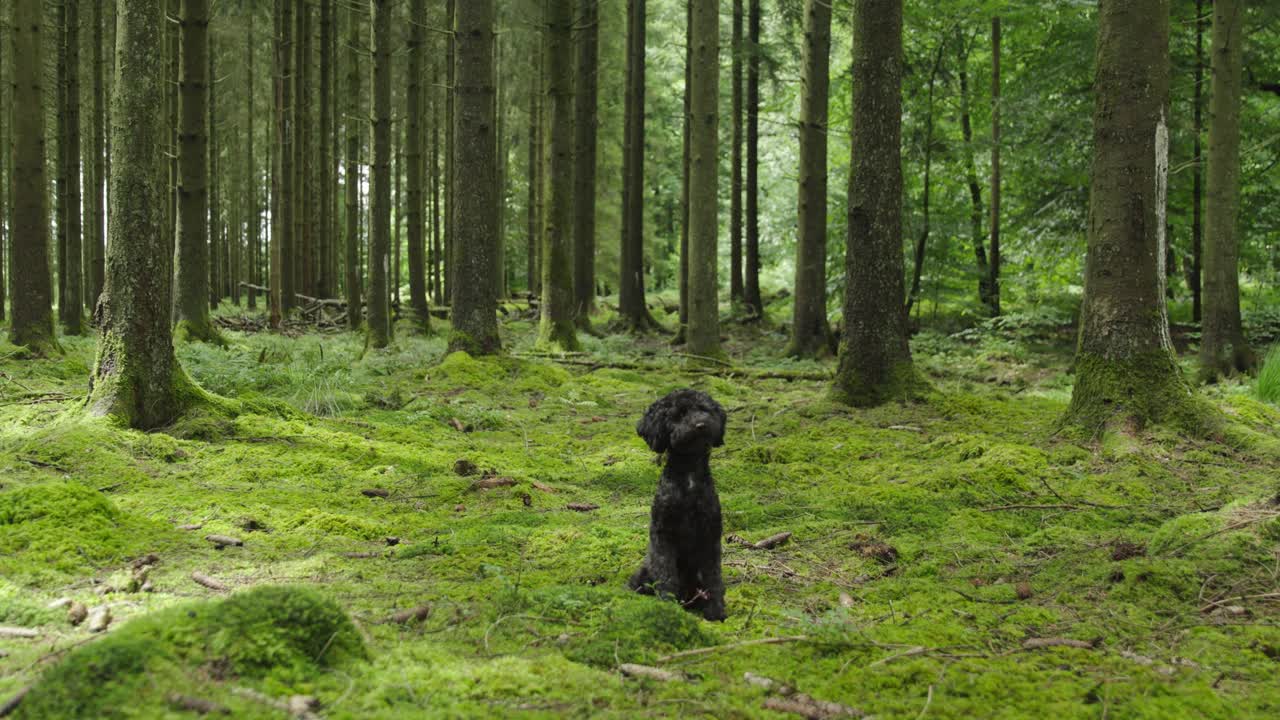 vea un poodle negro animado explorando juguetosamente un bosque, una conmovedora escena de alegría canina en la naturaleza.