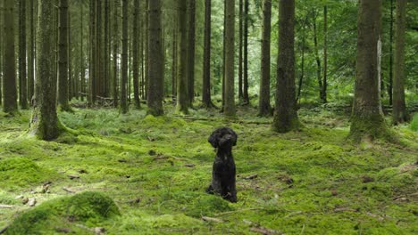 beobachten sie einen lebendigen schwarzen pudel, der spielerisch einen wald erforscht - eine herzberuhigende szene der hundefreude in der natur