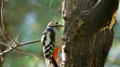 close-up great spotted woodpecker  pecking