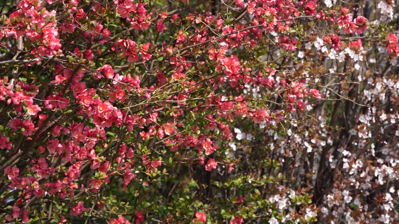 満開のピンク色の花が咲く低木。白い花も混じり、数匹のミツバチが忙しく飛び交っている。