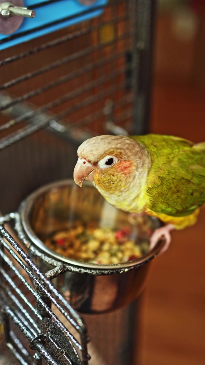 Papagaio verde em sua gaiola comendo comida de uma tigela de metal durante o dia