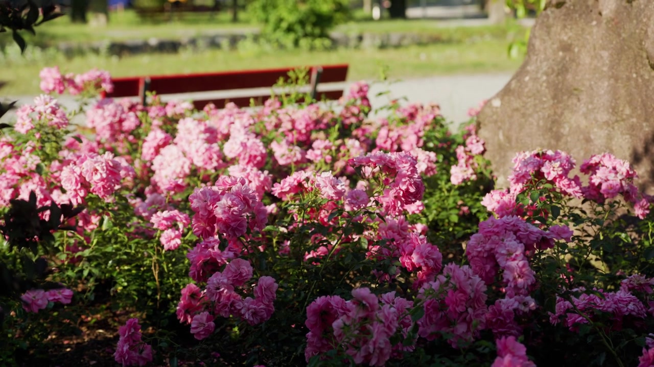 Lush pink rose bushes in a sunlit park with a bench and tree at Weesen, Walensee, Switzerland, garden view.