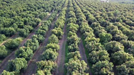 huerto con árboles verdes, vuelo aéreo, suave inclinación hasta el horizonte