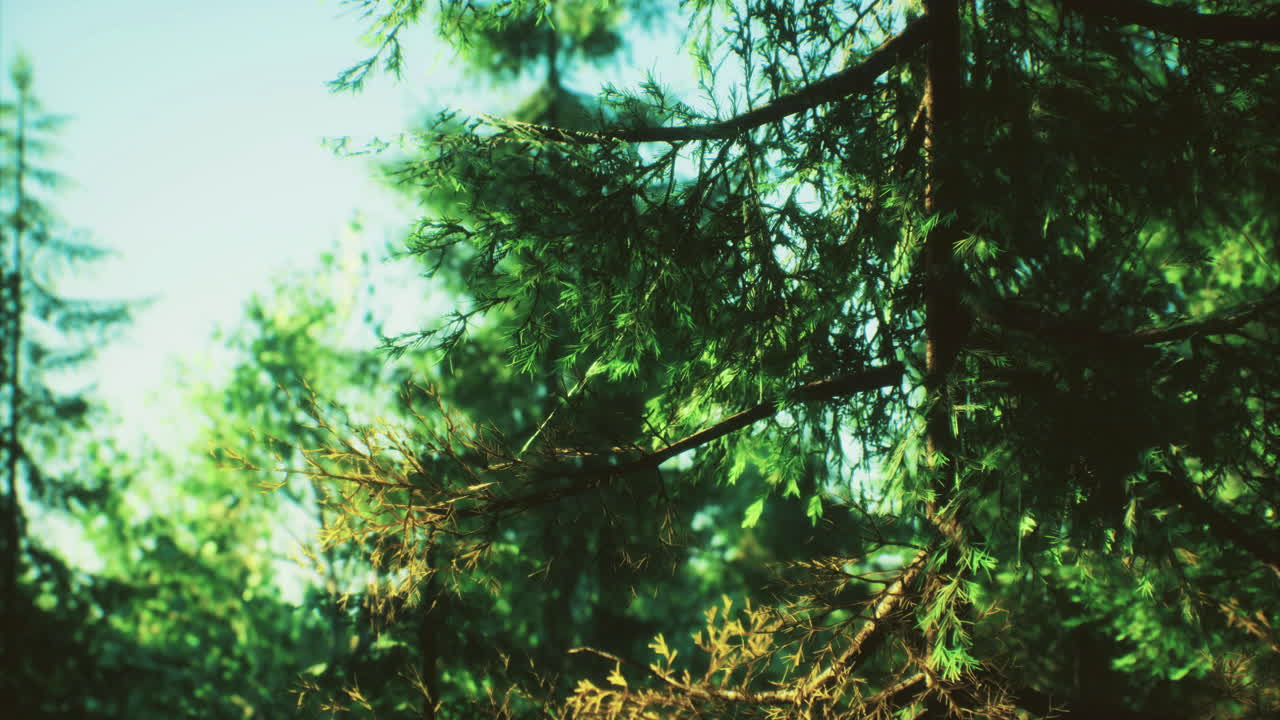 Serene forest canopy capturing morning sunlight in the wilderness