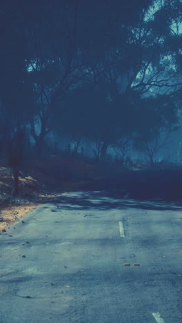 a foggy road leading through a forest